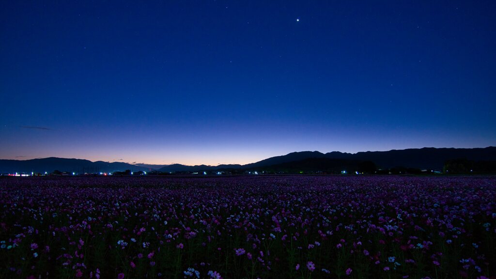 夜明けを待つ秋桜♪