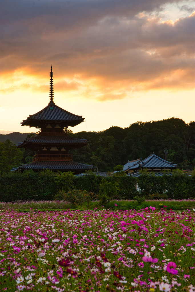 秋の法起寺～夕　弐