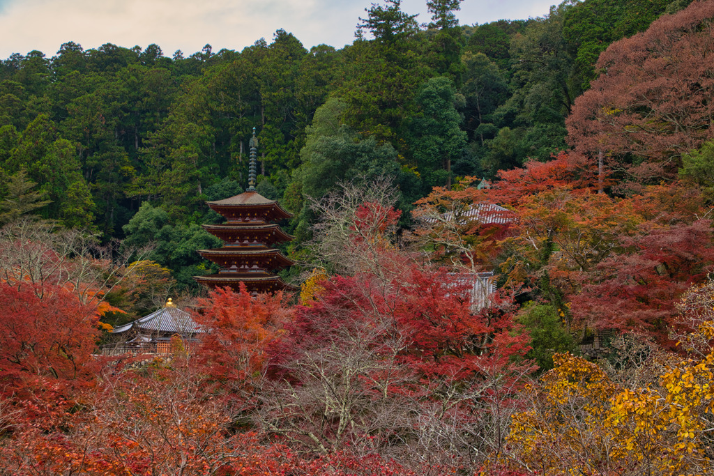 紅葉の長谷寺