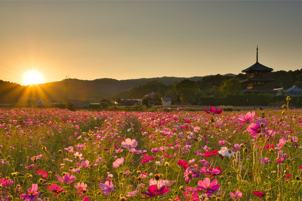 秋の法起寺