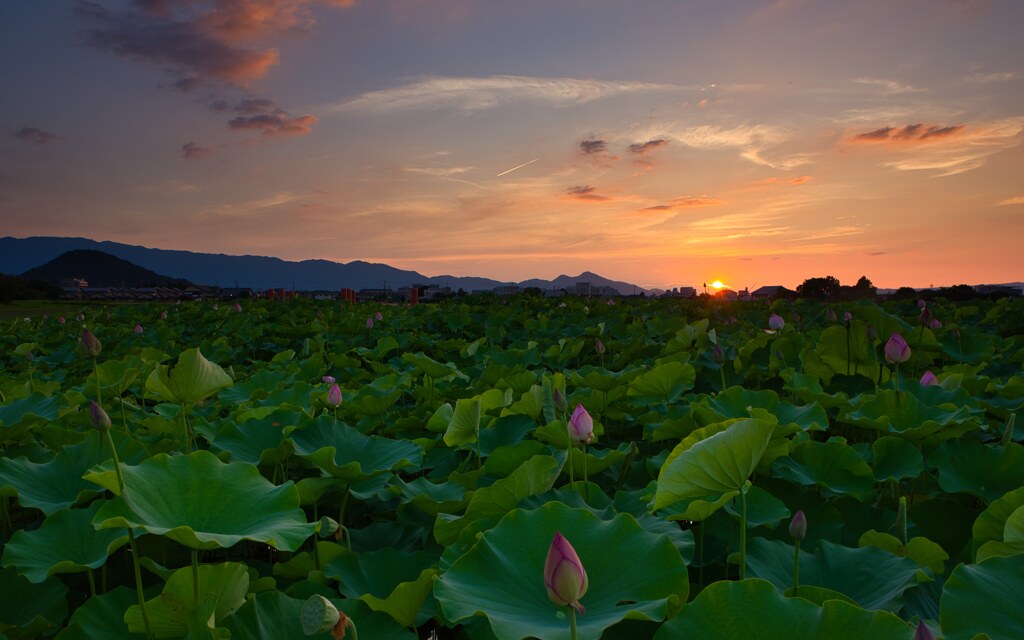 蓮田の夕刻