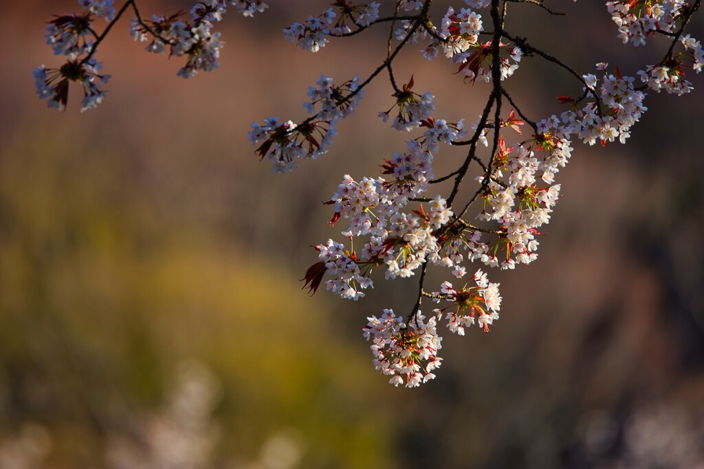 旬は一瞬・・・山桜