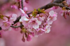 馬見の河津桜　②