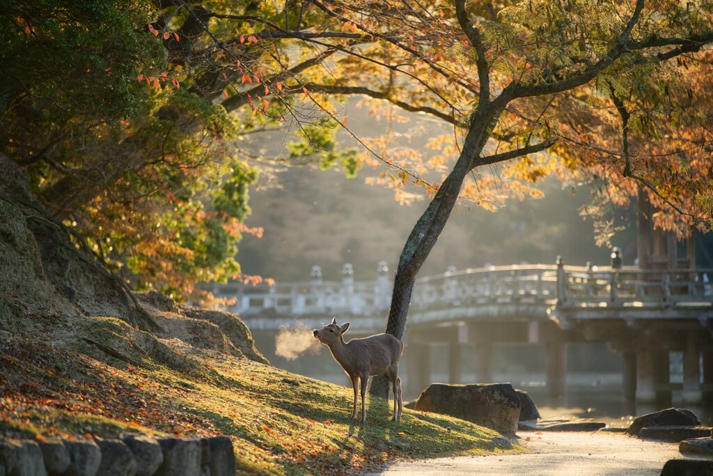 秋の朝を感じて・・