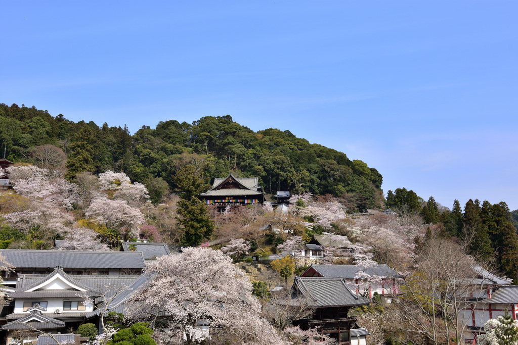 桜の花束と本堂