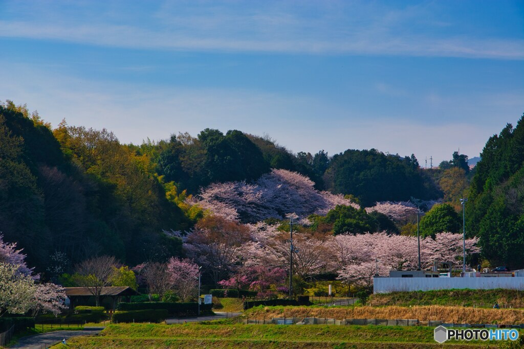 満開の葛城山麓公園