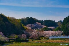 満開の葛城山麓公園