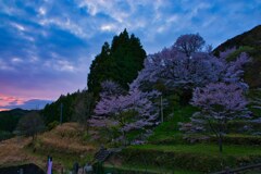 夕刻の佛隆寺　千年桜