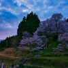 夕刻の佛隆寺　千年桜