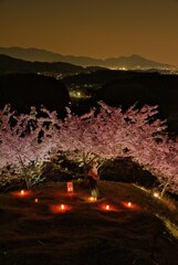 丘の河津夜桜♪　其の参