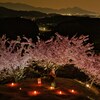丘の河津夜桜♪　其の参