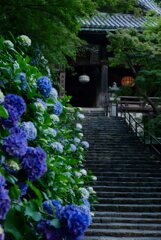 大和観音あぢさゐ回廊～長谷寺 (参）