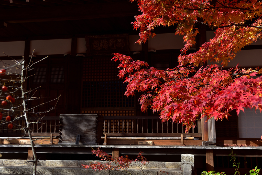 本堂を飾る紅葉