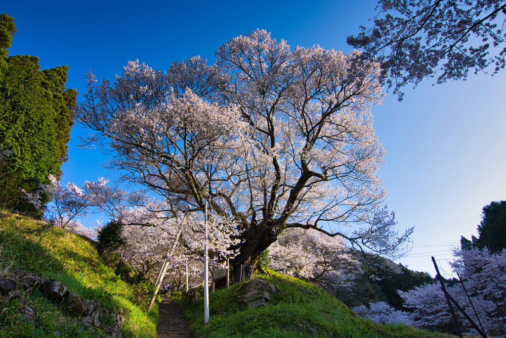 ９００歳