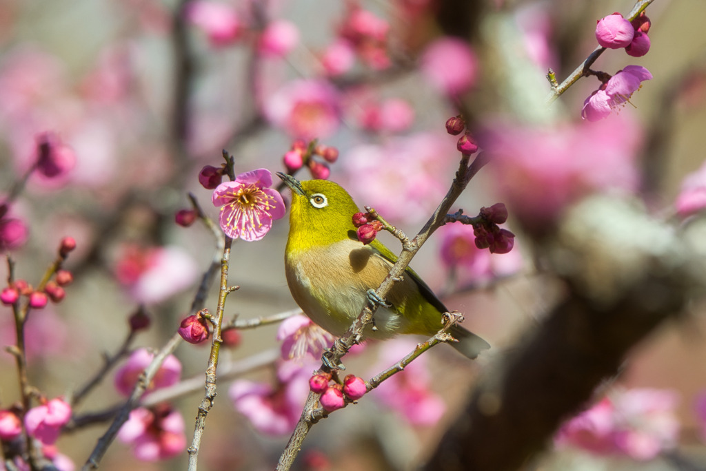 春を感じて・・・