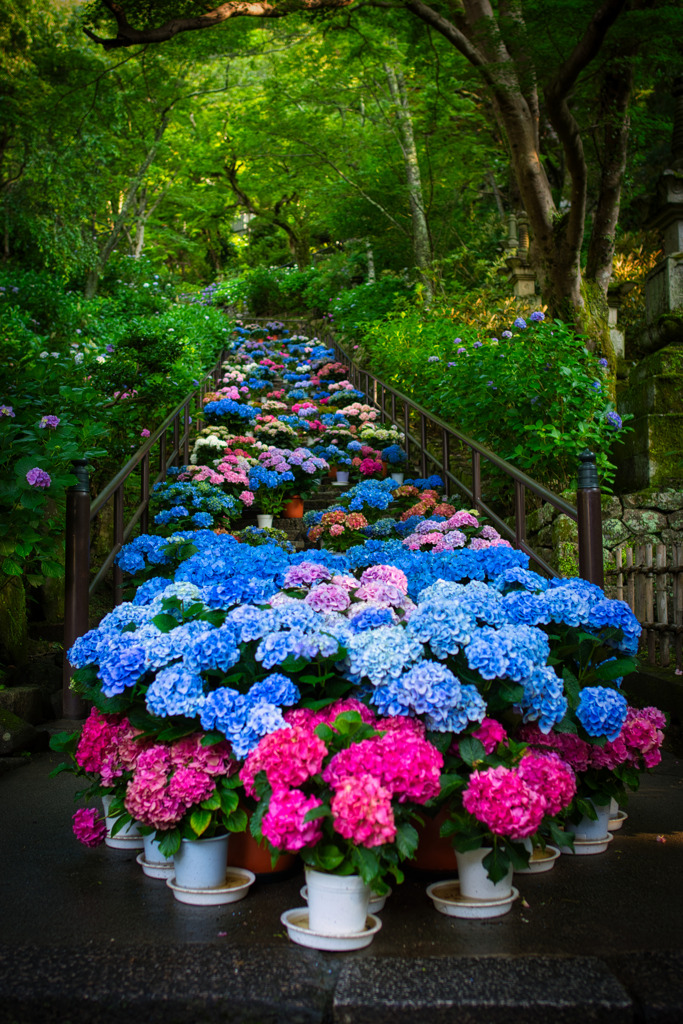 紫陽花ロード