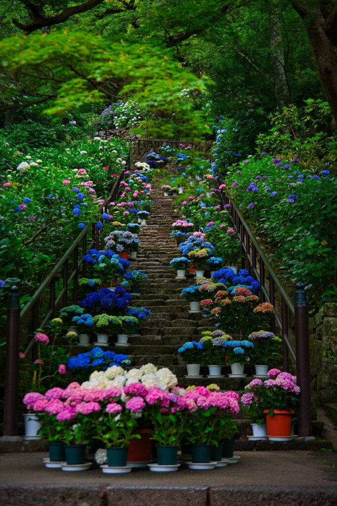 紫陽花の道～長谷寺