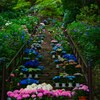 紫陽花の道～長谷寺