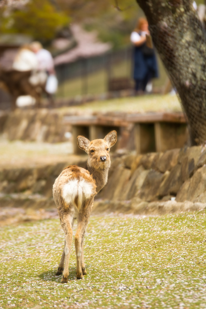 ついてるよ！