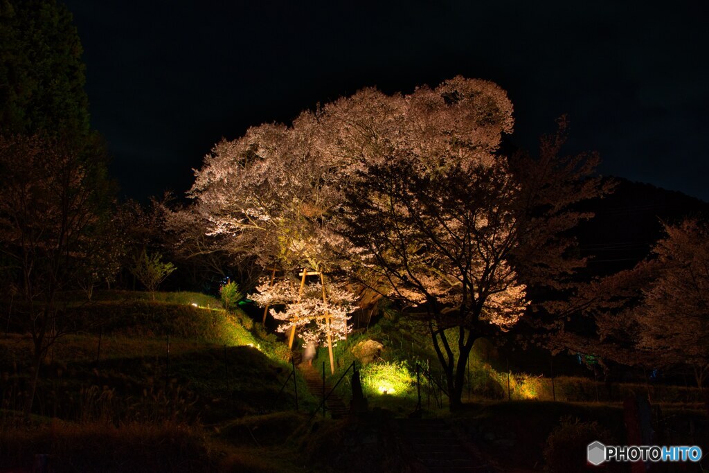 夜の千年桜～佛隆寺　②