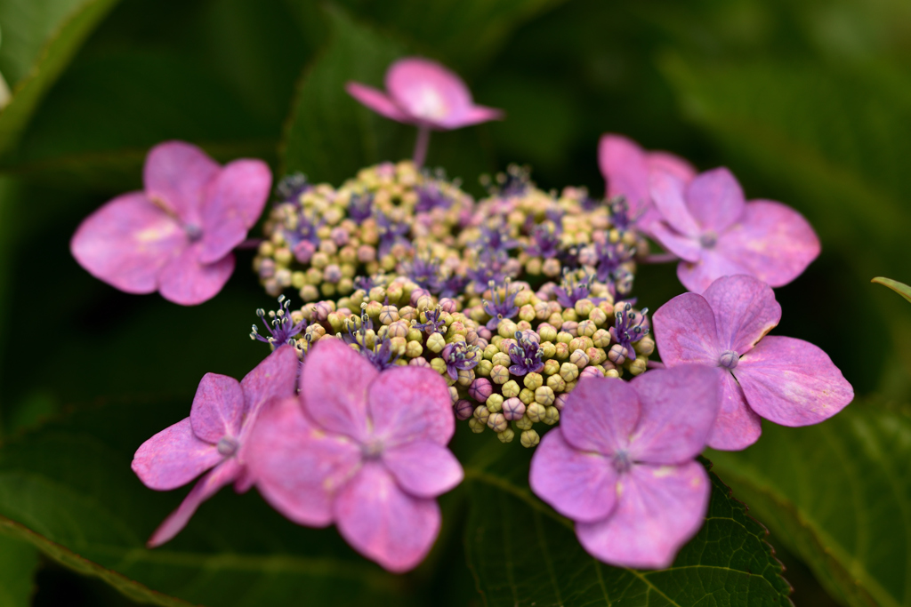 額紫陽花③