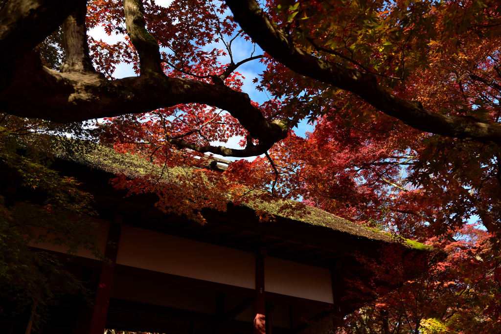 紅葉と青空と苔♪