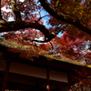 紅葉と青空と苔♪
