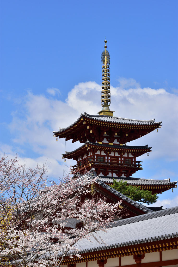 桜と西塔～～薬師寺