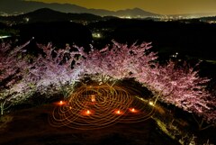 丘の河津夜桜♪　其の弐