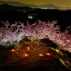 丘の河津夜桜♪　其の弐