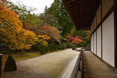 金剛峯寺　蟠龍庭①