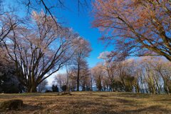 山郷に・・・・咲く