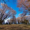 山郷に・・・・咲く