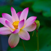 Eloquence