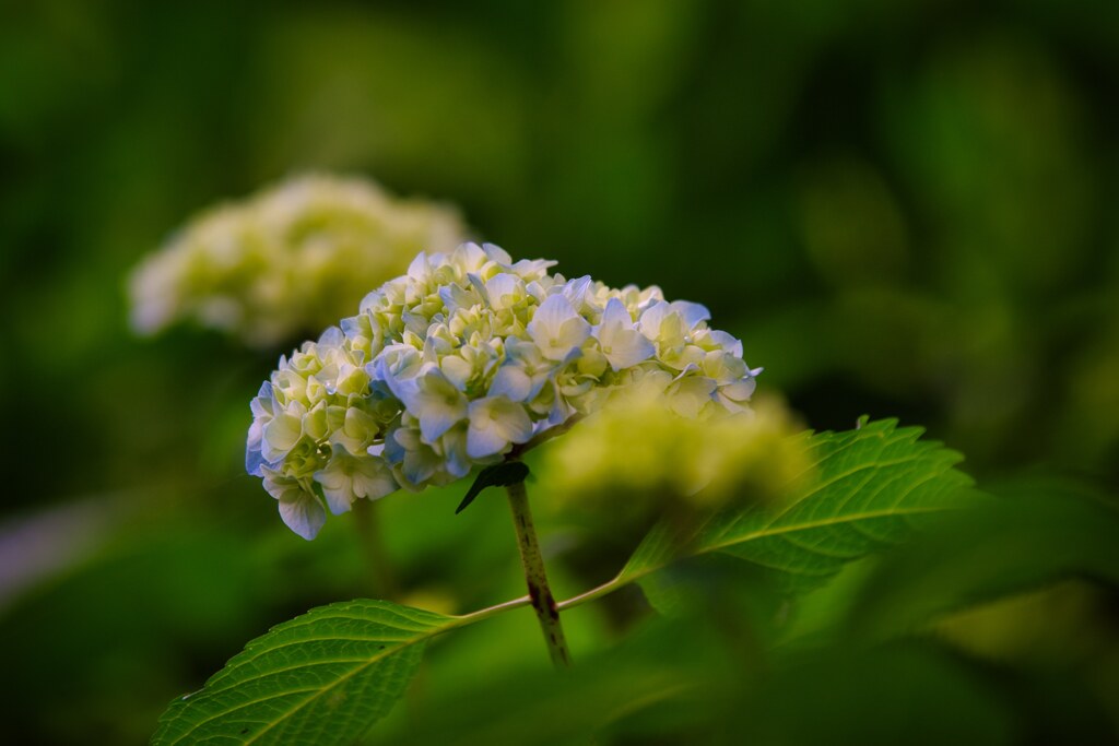 咲き始めた紫陽花