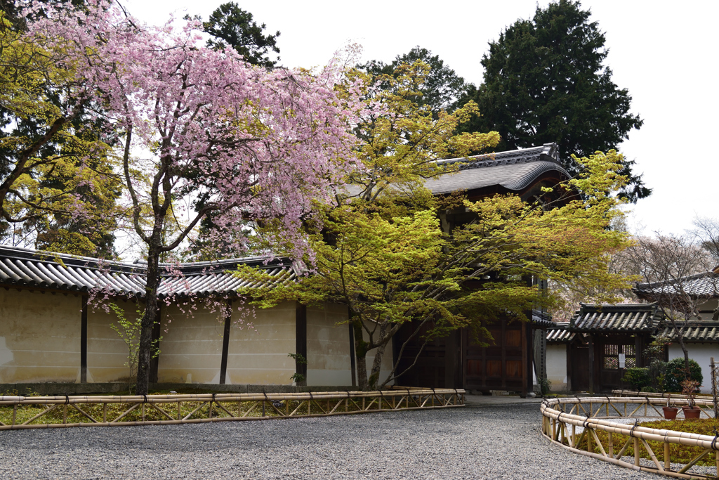 桜と唐門