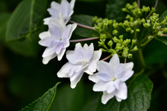 White Hydrangea②