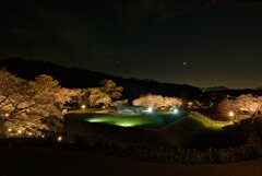 春～石舞台の夜桜