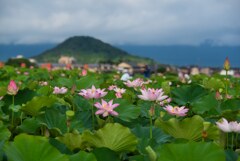 真夏の藤原京～蓮