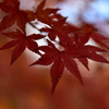 紅