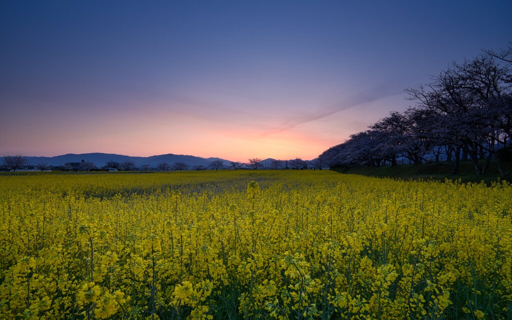 夜明の楽園　壱