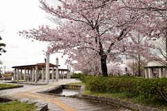 雨上がりの桜