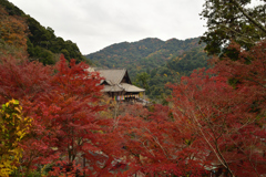 紅葉の長谷寺　本堂を眺める