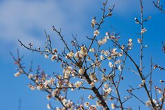 馬見の梅　花開く！