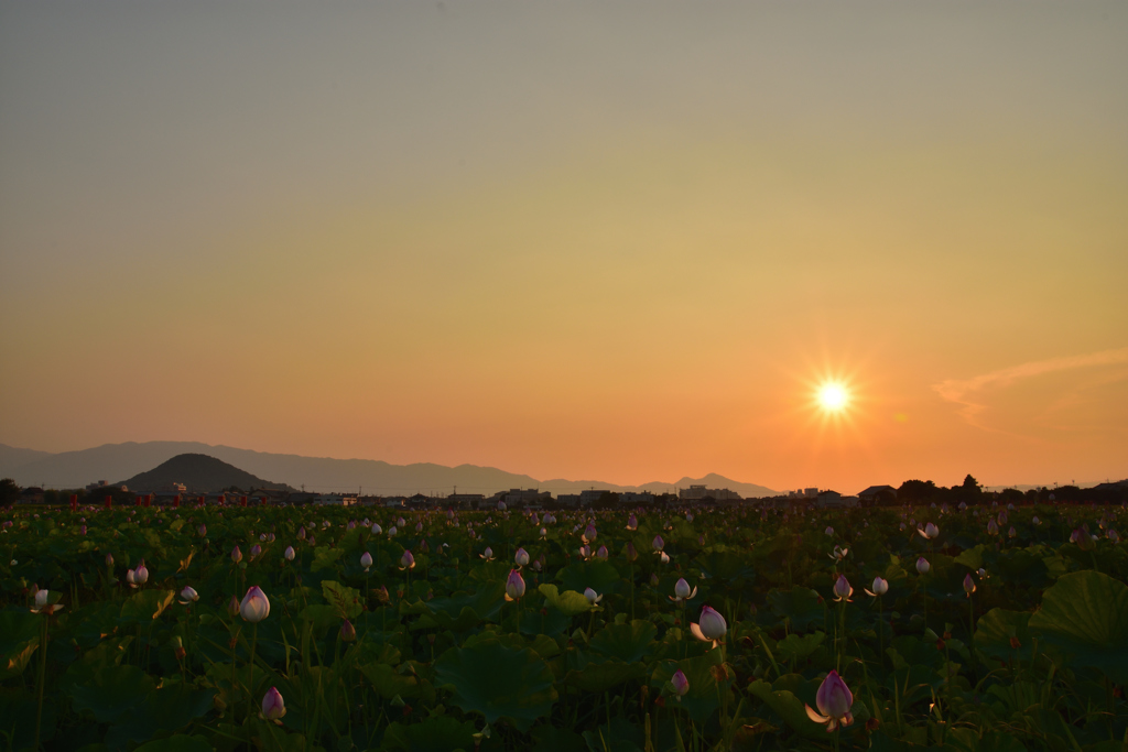 setting sun