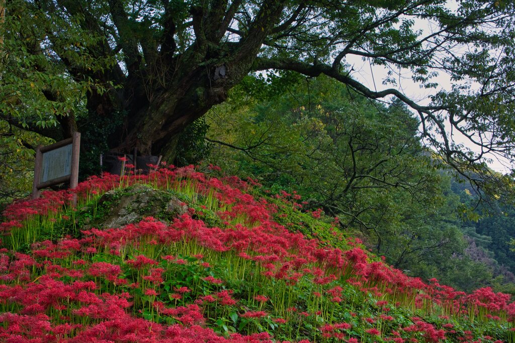 千年桜と曼殊沙華