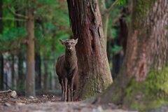 カッコよく撮ってや！