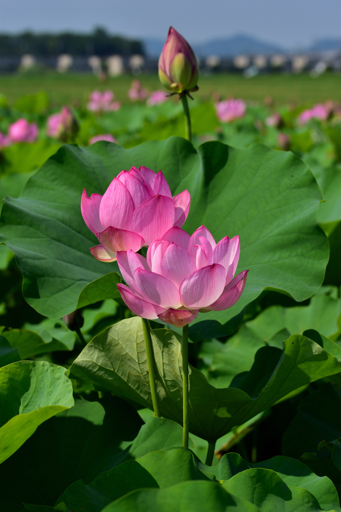 藤原京の蓮②