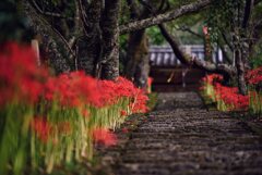 古寺に・・・・咲く