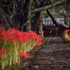 古寺に・・・・咲く